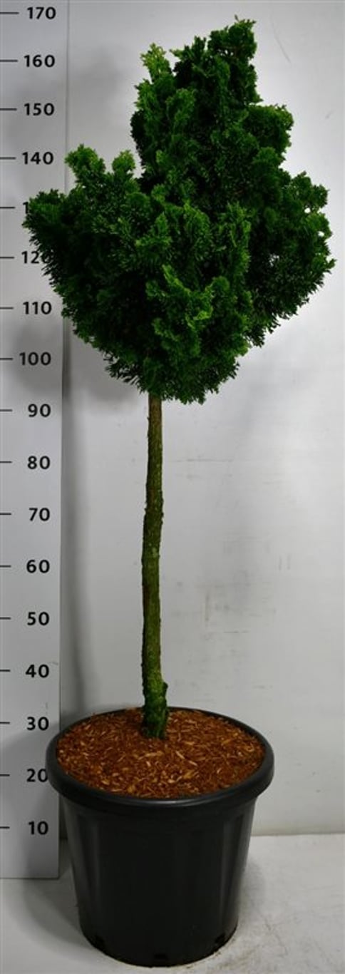 Chamaecyparis o. 'Nana Gracilis' - 75 CM Stem C25